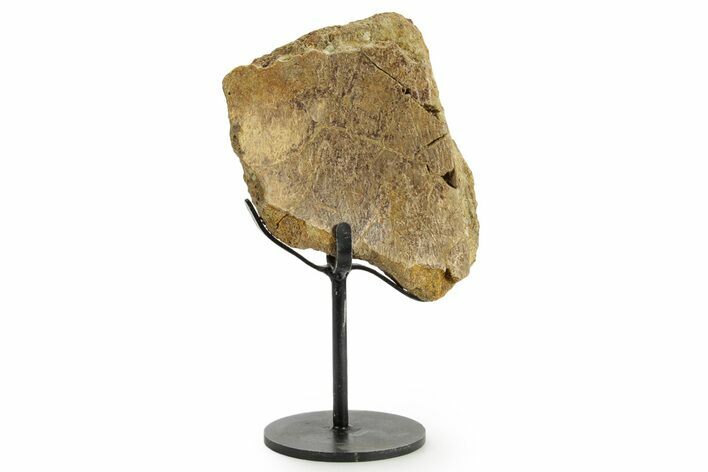 Fossil Triceratops Vertebra Section w/ Metal Stand - South Dakota #363611